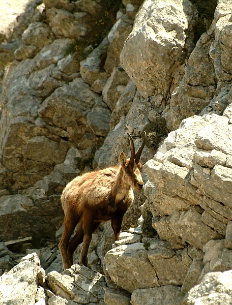 Camoscio d''Abruzzo Rupicapra pyrenaica ornata